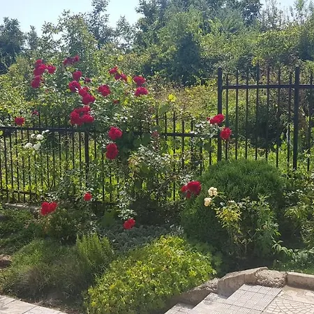 Harmony Hills Kolevi * Rogaczewo